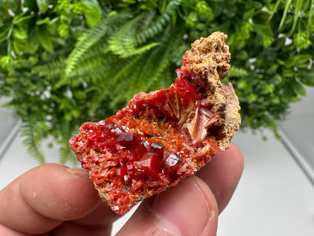 Red Vanadinite on Barite from Marocco,crystal minerals Speciment cluster Vanadinite crystal Vanadinite Geology Vanadinite cluster minerals