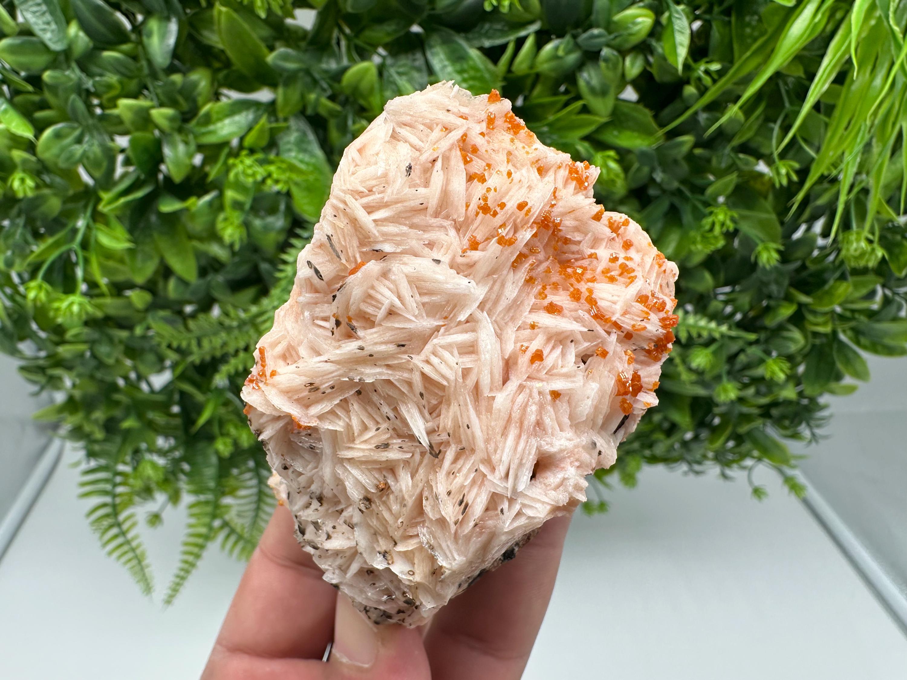 Red Vanadinite on Barite from Marocco,crystal minerals Speciment cluster Vanadinite crystal Vanadinite Geology Vanadinite cluster minerals
