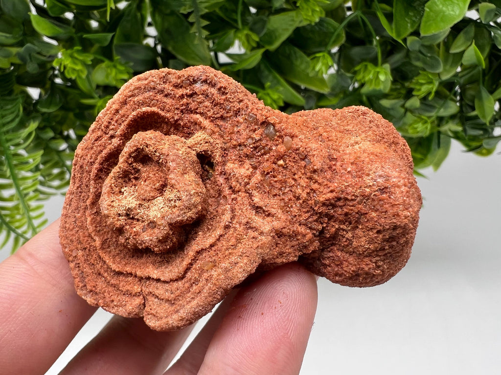 Moroccan Stromatolite Fossil Specimen: Raw Algae for Grounding