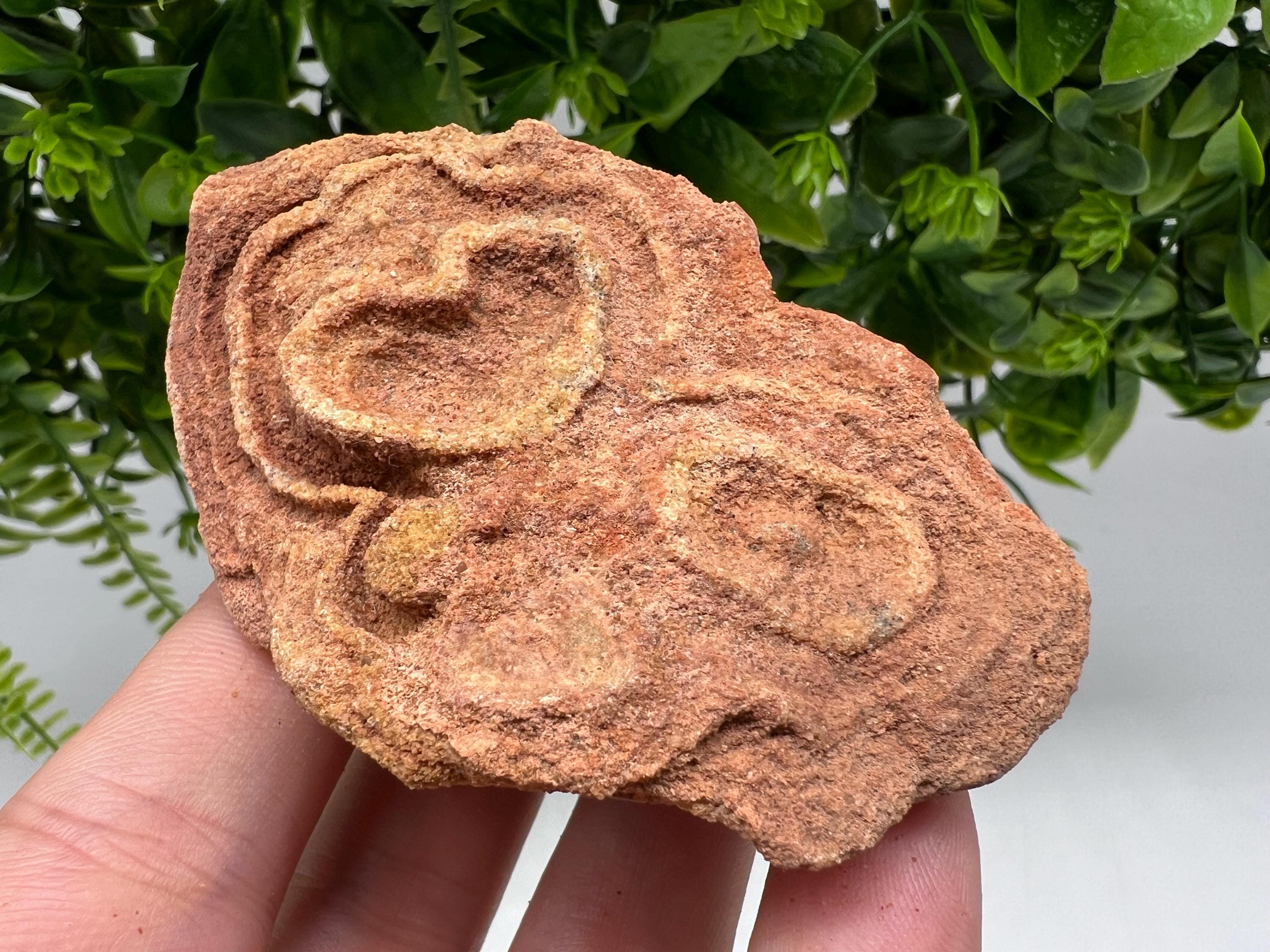Moroccan Stromatolite Fossil Specimen: Raw Algae for Grounding