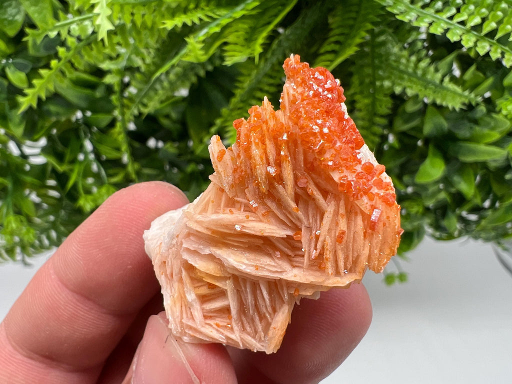 Red Vanadinite on Barite from Marocco,crystal minerals Speciment cluster Vanadinite crystal Vanadinite Geology Vanadinite cluster minerals