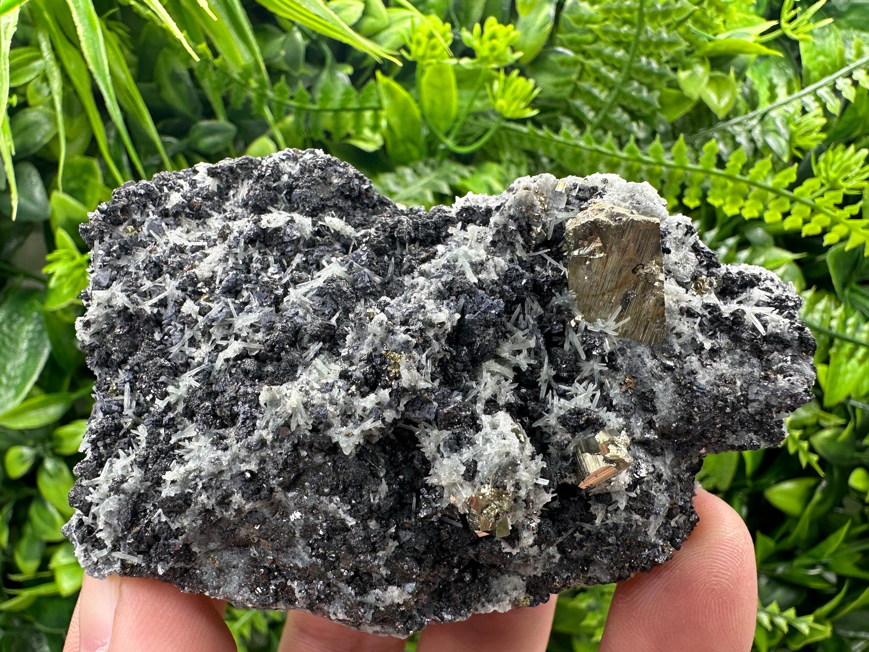 Pyrite on Quartz: Natural Crystal Mineral Specimen, Borieva Mine Bulgaria