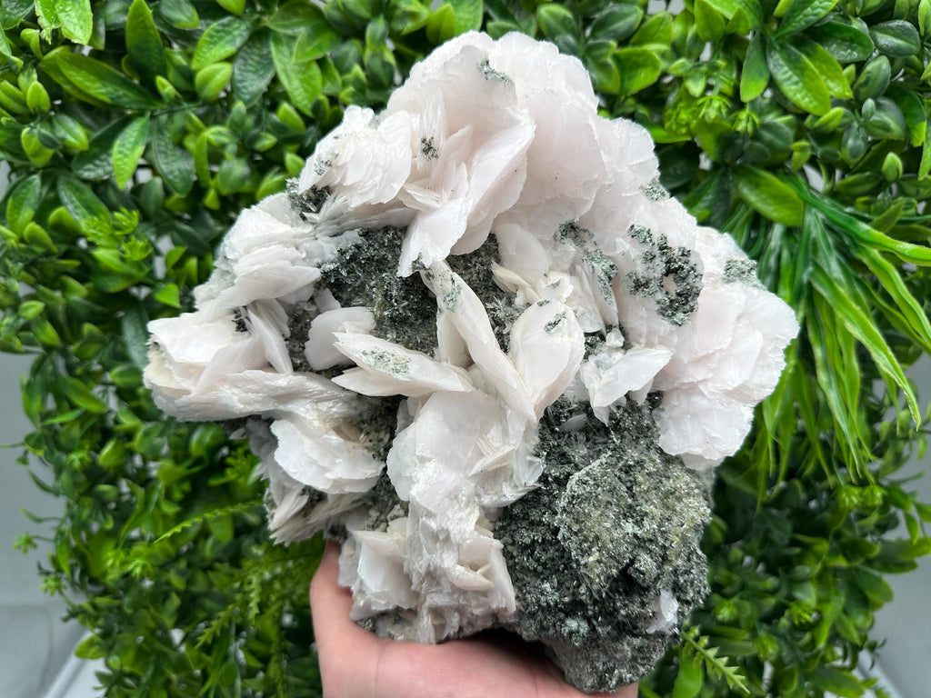 Large Mangano Calcite Wings on Chlorite Matrix, Bulgaria Mineral Specimen