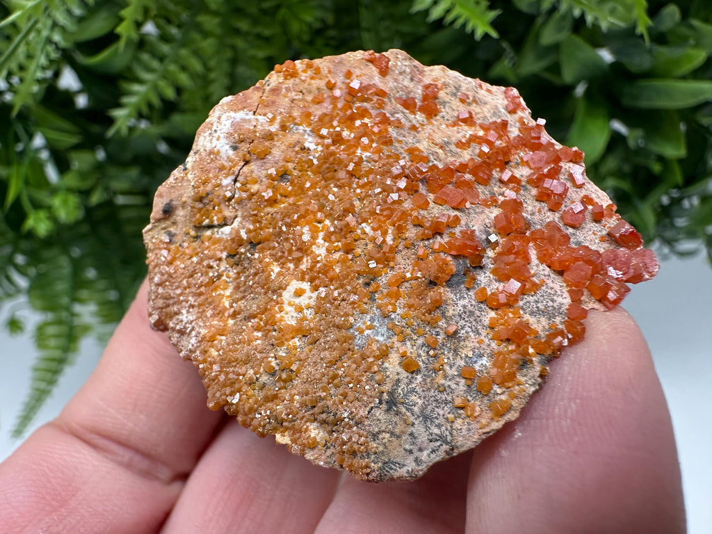 Red Vanadinite on Matrix from Marocco,crystal minerals Speciment cluster Vanadinite crystal Vanadinite Geology Vanadinite cluster minerals