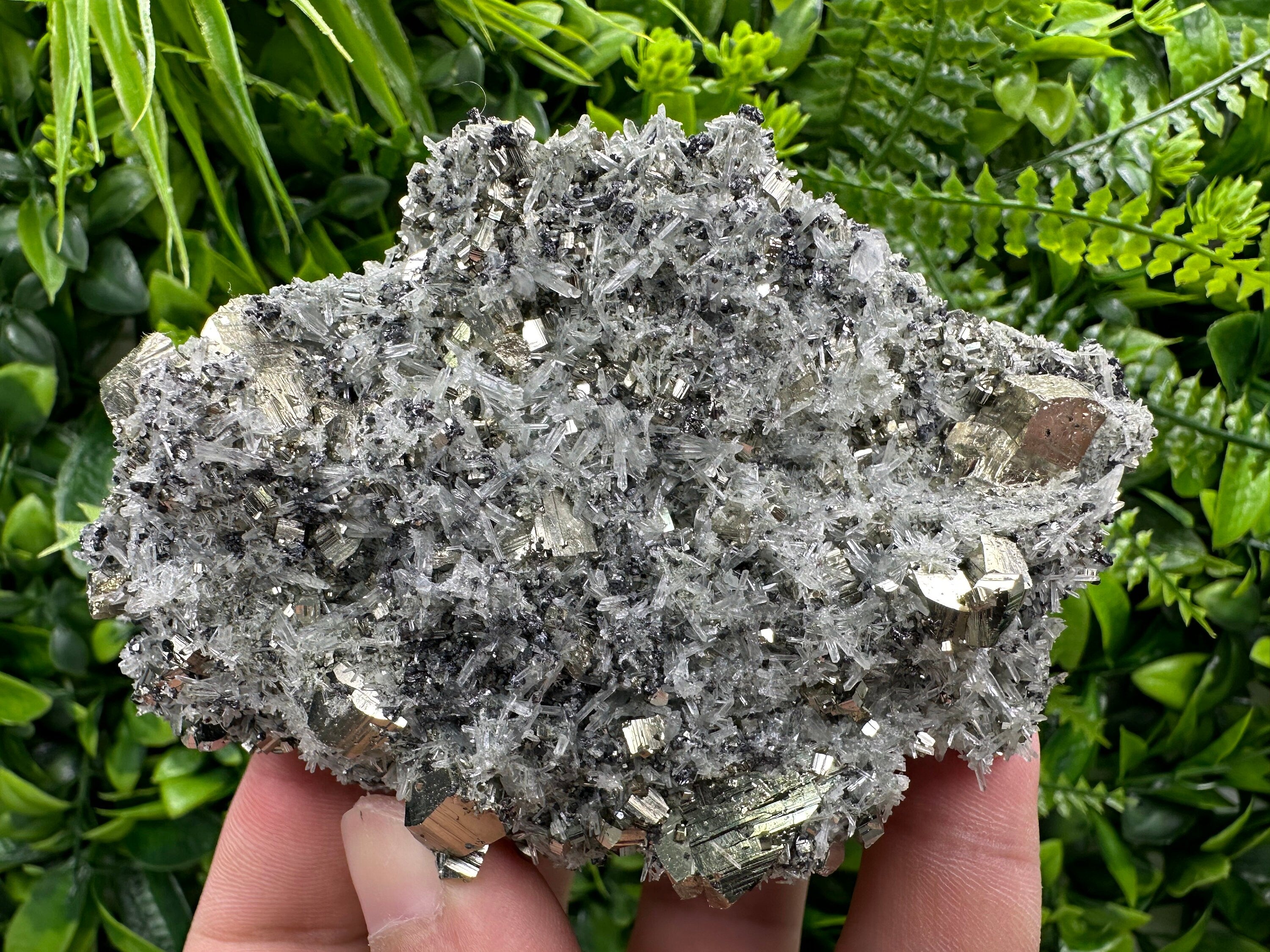 Pyrite on Quartz Needles: Borieva Mine Bulgaria Crystal Decor