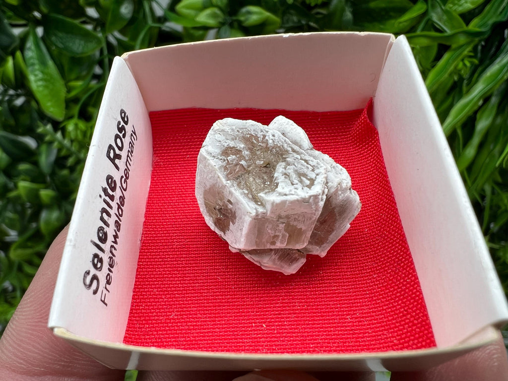 Selenite Rose, Freienwalde Germany, Natural Crystal Mineral Specimen