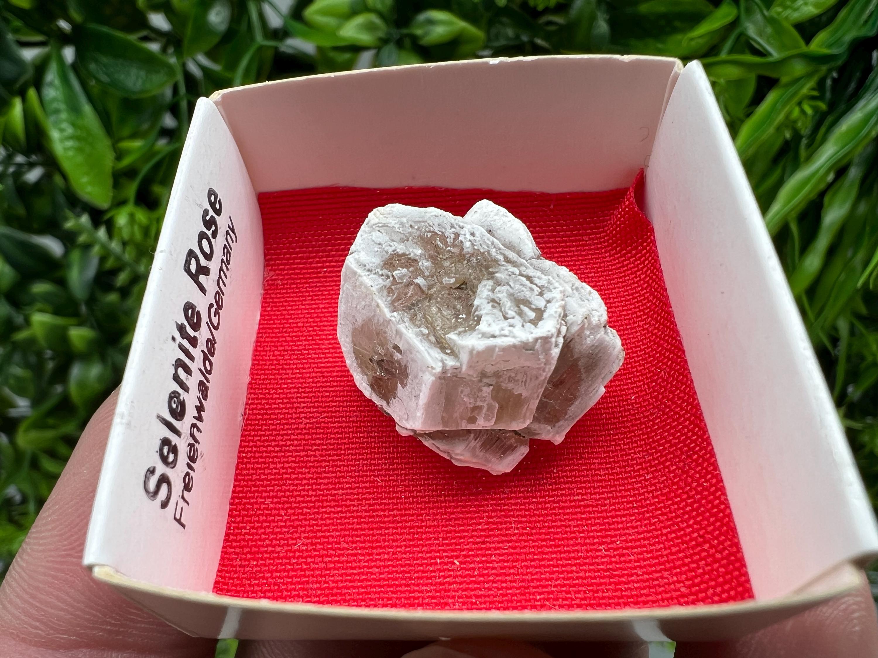 Selenite Rose, Freienwalde Germany, Natural Crystal Mineral Specimen