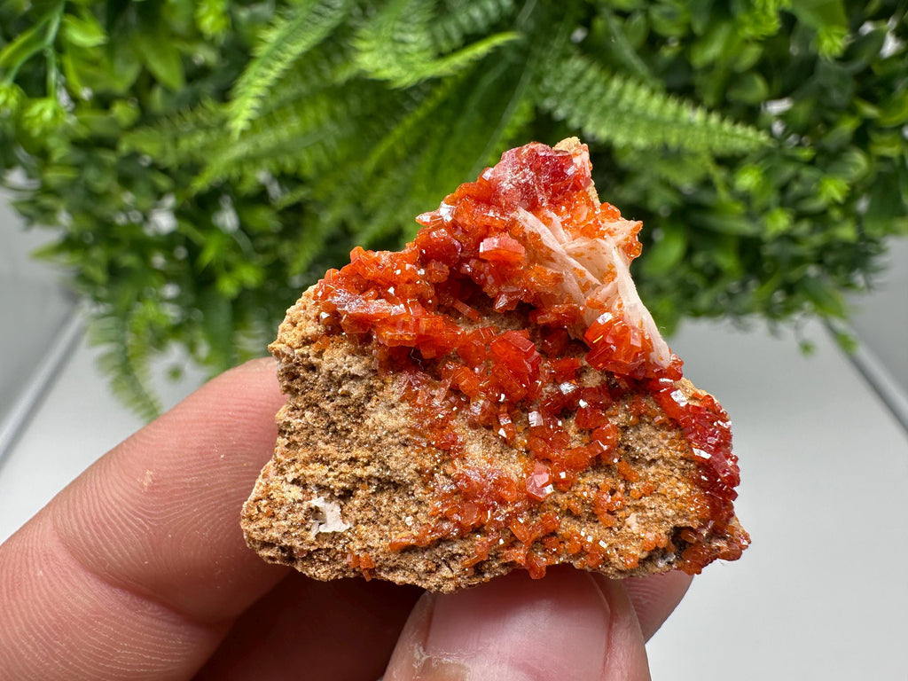 Red Vanadinite on Barite from Marocco,crystal minerals Speciment cluster Vanadinite crystal Vanadinite Geology Vanadinite cluster minerals