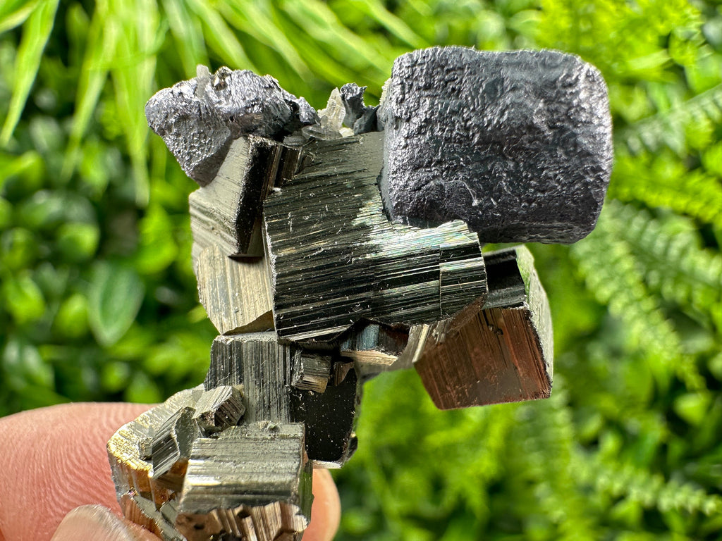 Galena on Pyrite Specimen: Borieva Mine, Bulgaria