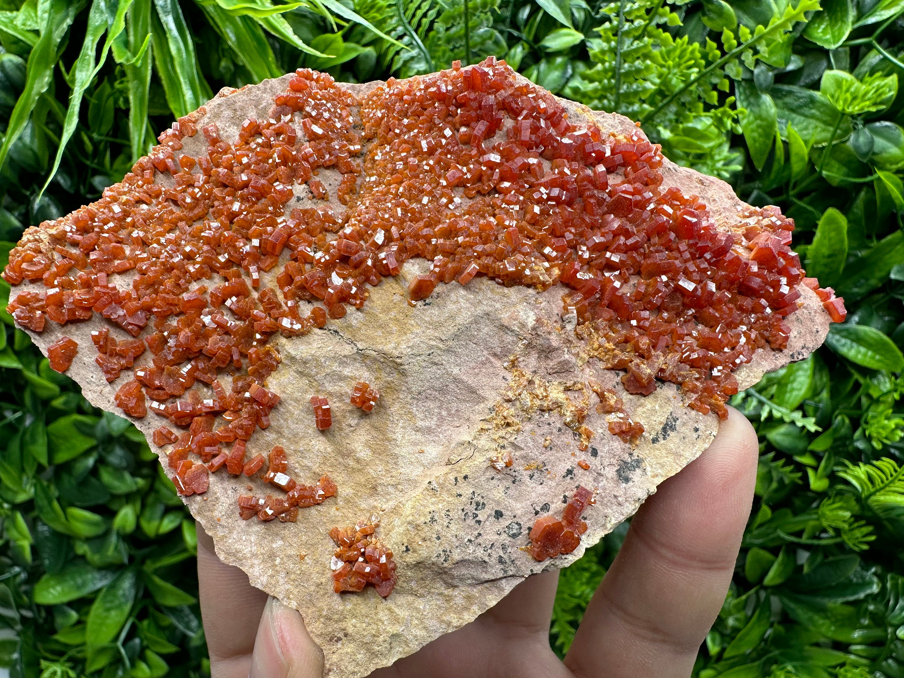 Red Vanadinite Crystal Cluster on Matrix, Morocco Mineral Specimen