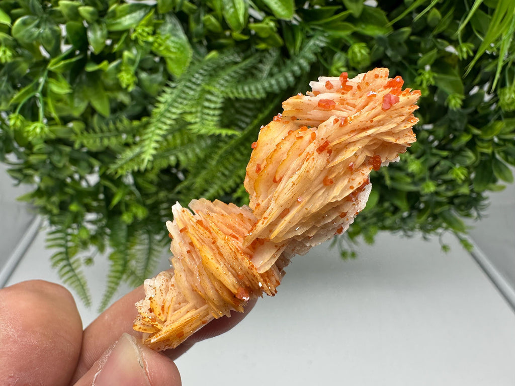 Red Vanadinite on Barite from Marocco,crystal minerals Speciment cluster Vanadinite crystal Vanadinite Geology Vanadinite cluster minerals