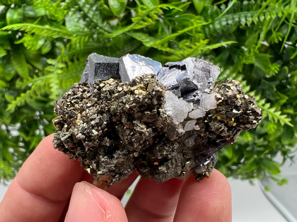 Galena on Pyrite Specimen: Borieva Mine, Bulgaria