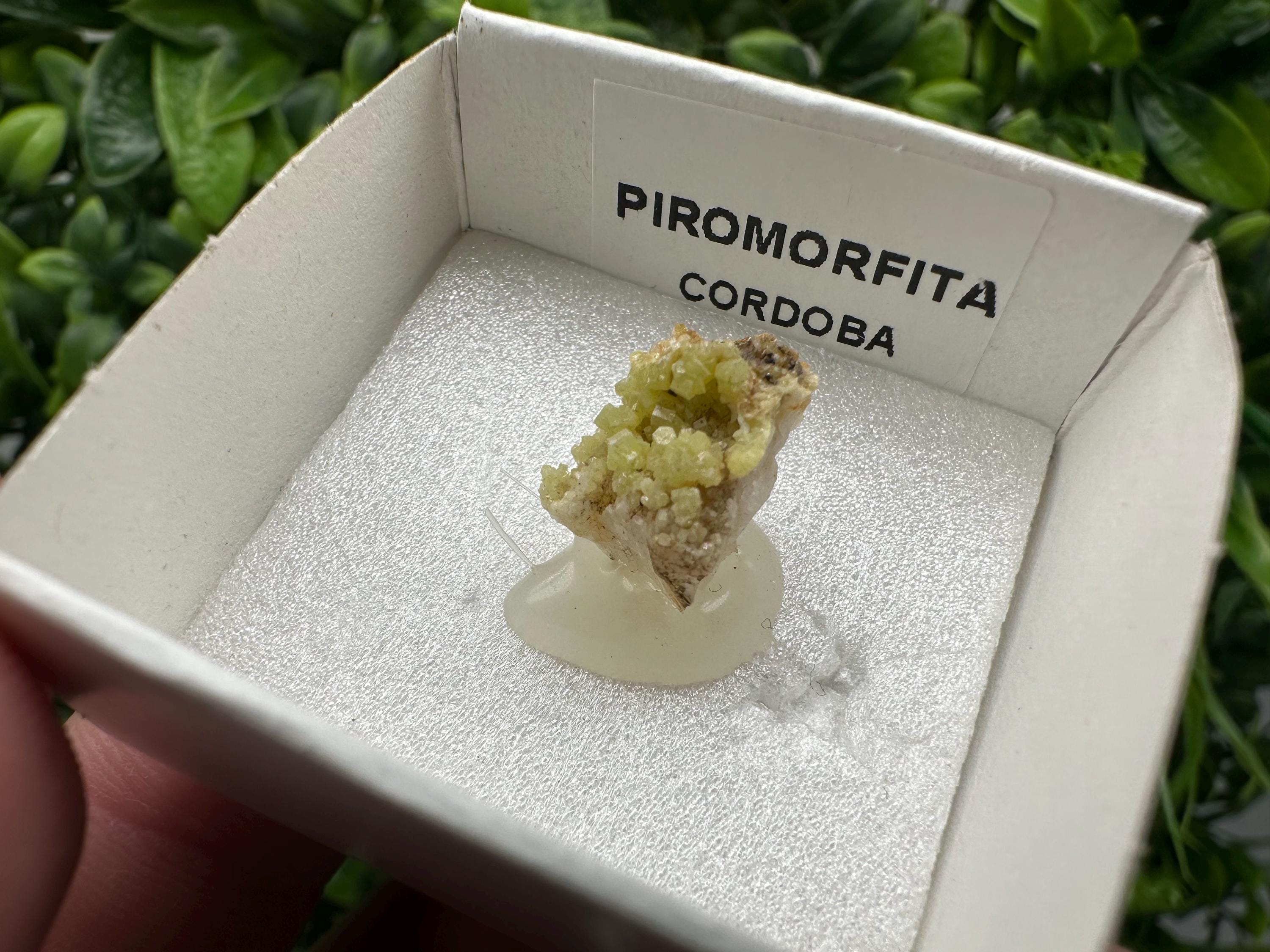 Raw Pyromorphite Crystal Cluster on Matrix, Mini Specimen