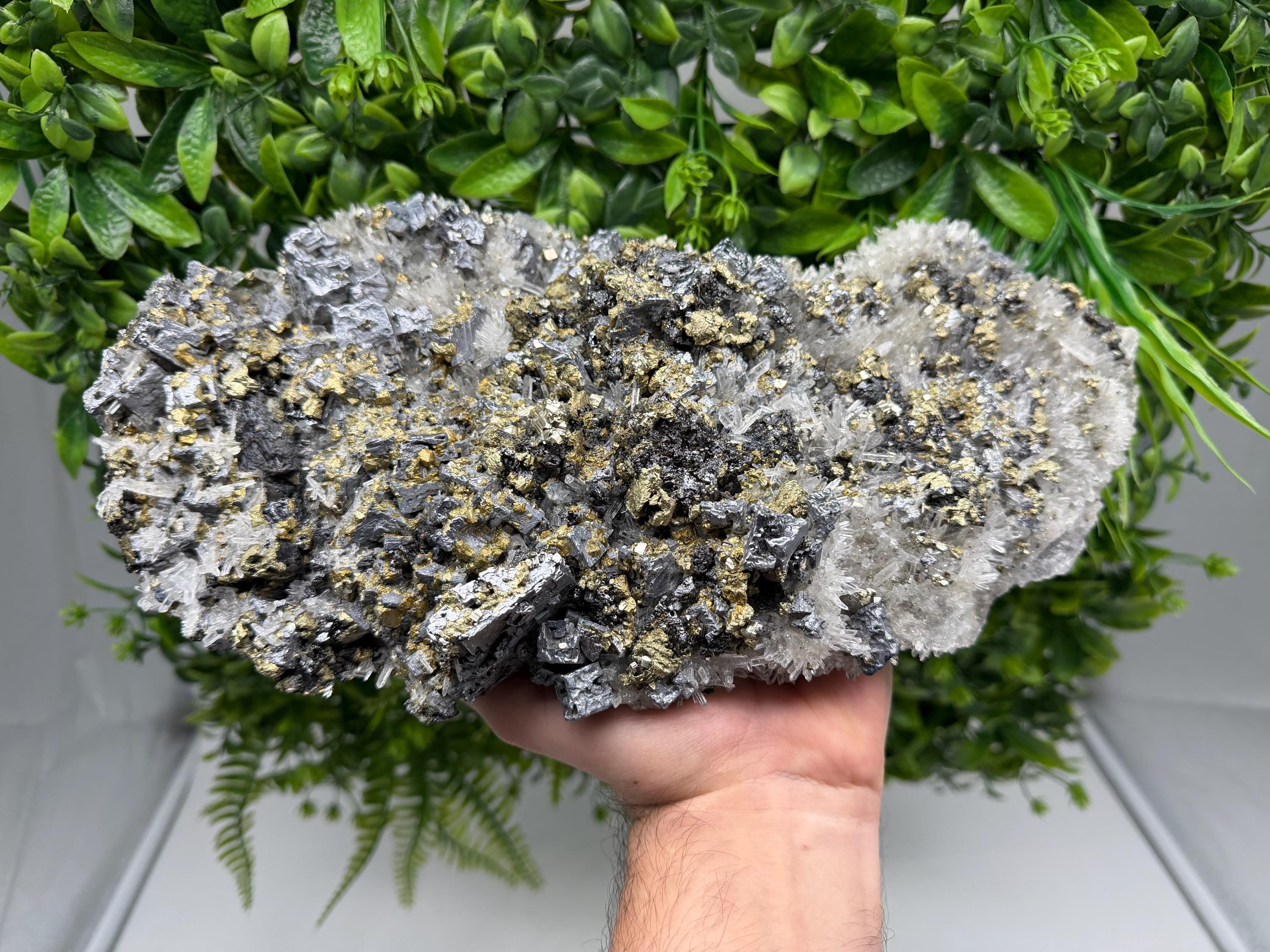 Museum Rare Shiny Galena Cluster whit Chalcopyrite,Pyrite, 9th of September Mine