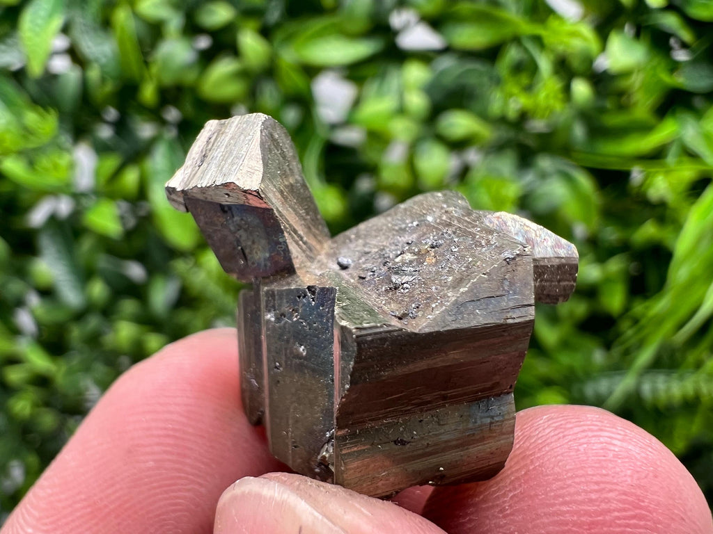 Mini Rare crystallisation Pyrite,Borieva mine,Bulgaria,floating Pyrite,golden Pyrite,Pyrite cluster,mini Collection specimen,Rainbow Pyrite