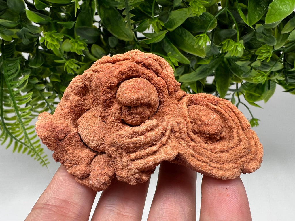 Moroccan Stromatolite Fossil Specimen: Raw Algae for Grounding