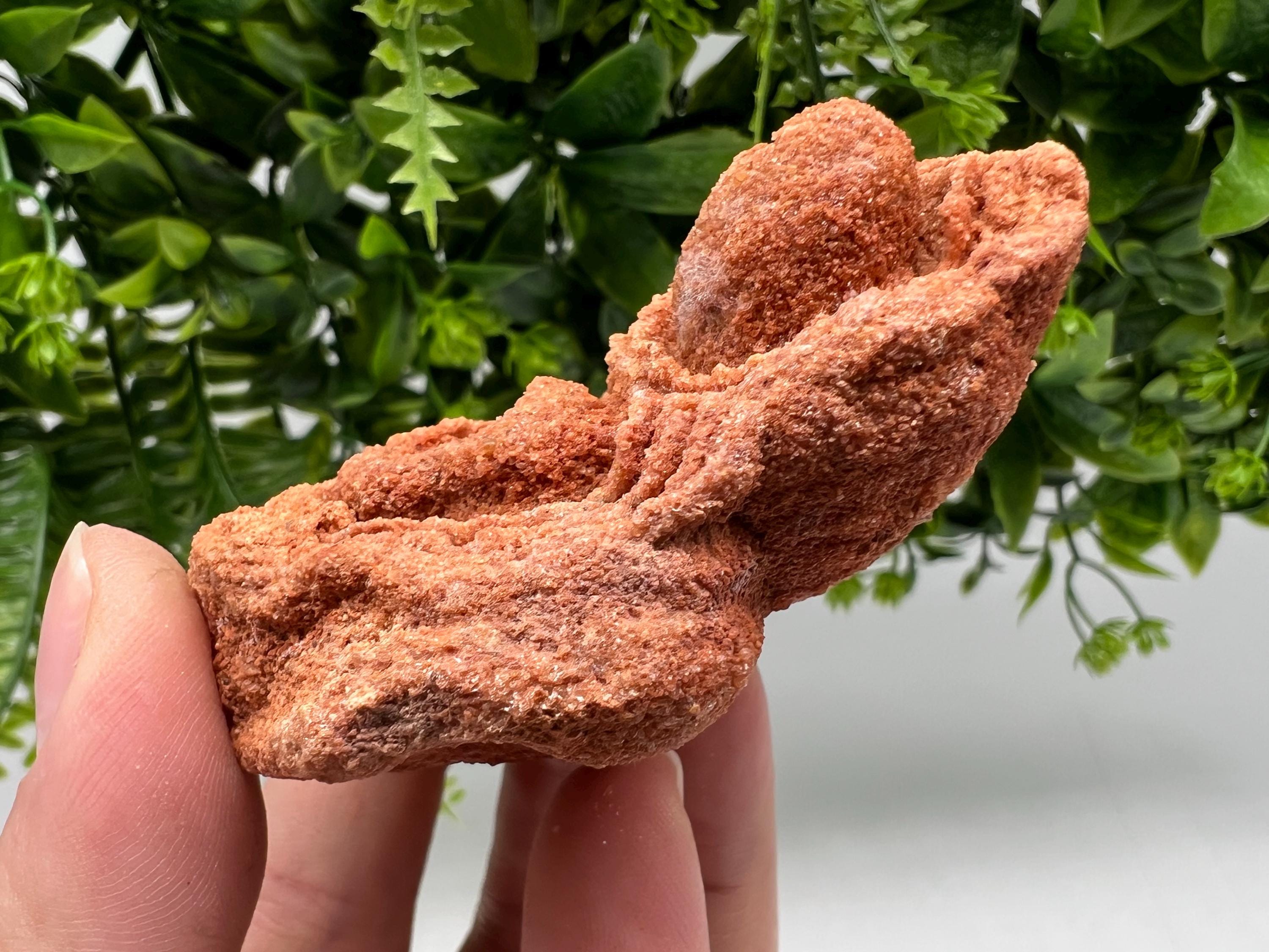 Raw Moroccan Stromatolite Fossil Specimen, Grounding Meditation