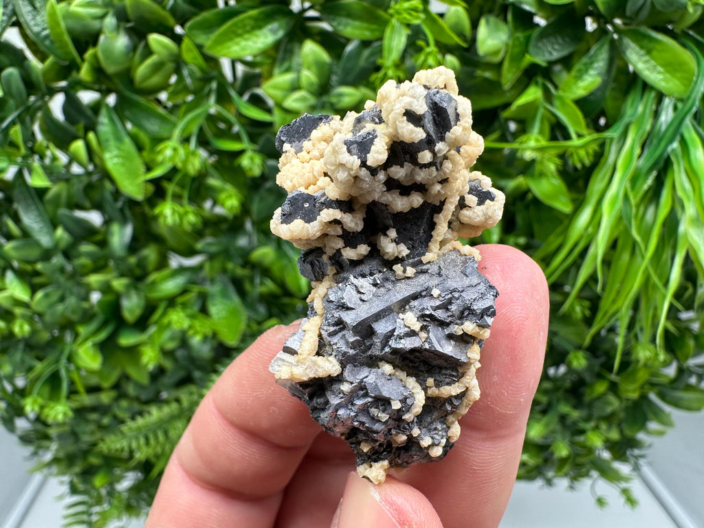 Skeletal Galena with Siderite and Sphalerite: Krushev dol Mine, Bulgaria