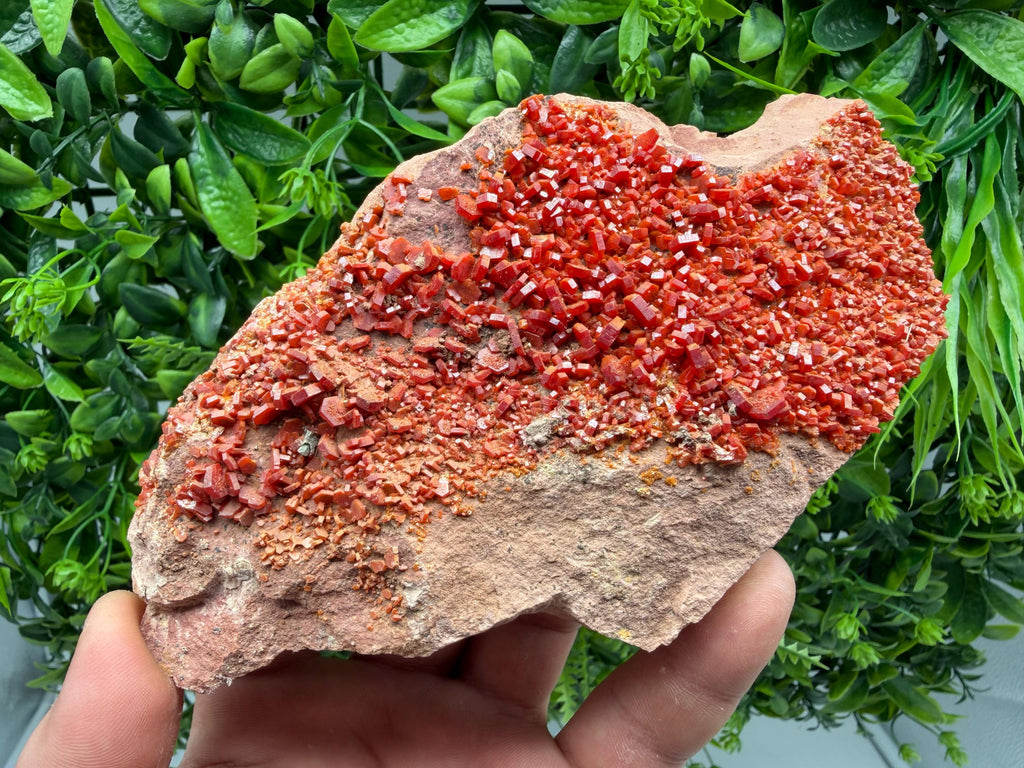 Red Vanadinite on Matrix from Marocco,crystal minerals Speciment cluster Vanadinite crystal Vanadinite Geology Vanadinite cluster minerals