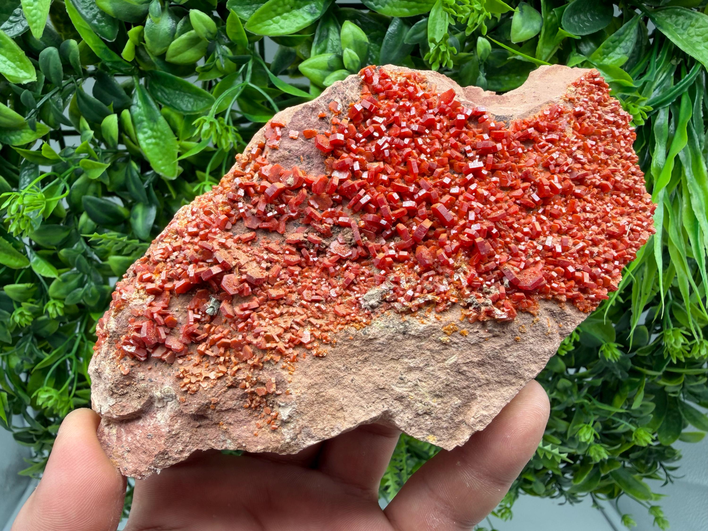 Red Vanadinite on Matrix from Marocco,crystal minerals Speciment cluster Vanadinite crystal Vanadinite Geology Vanadinite cluster minerals