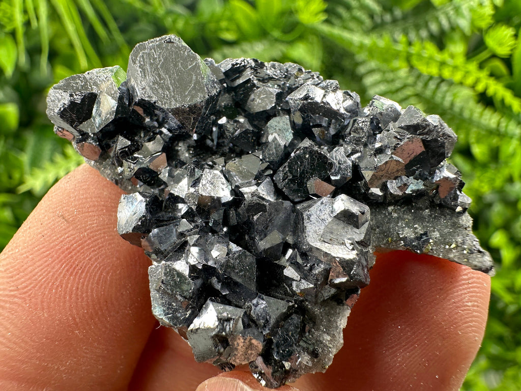Shiny Galena on Quartz, Borieva Mine Bulgaria