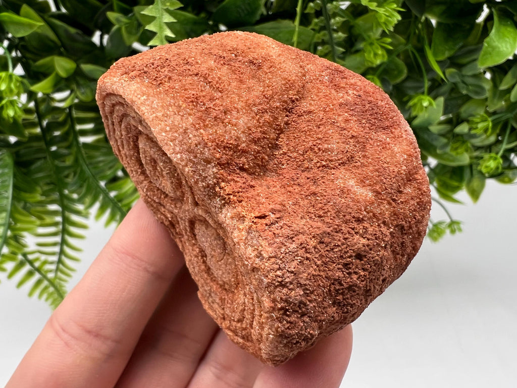 Raw Moroccan Stromatolite Fossil Specimen, Grounding Meditation Stone