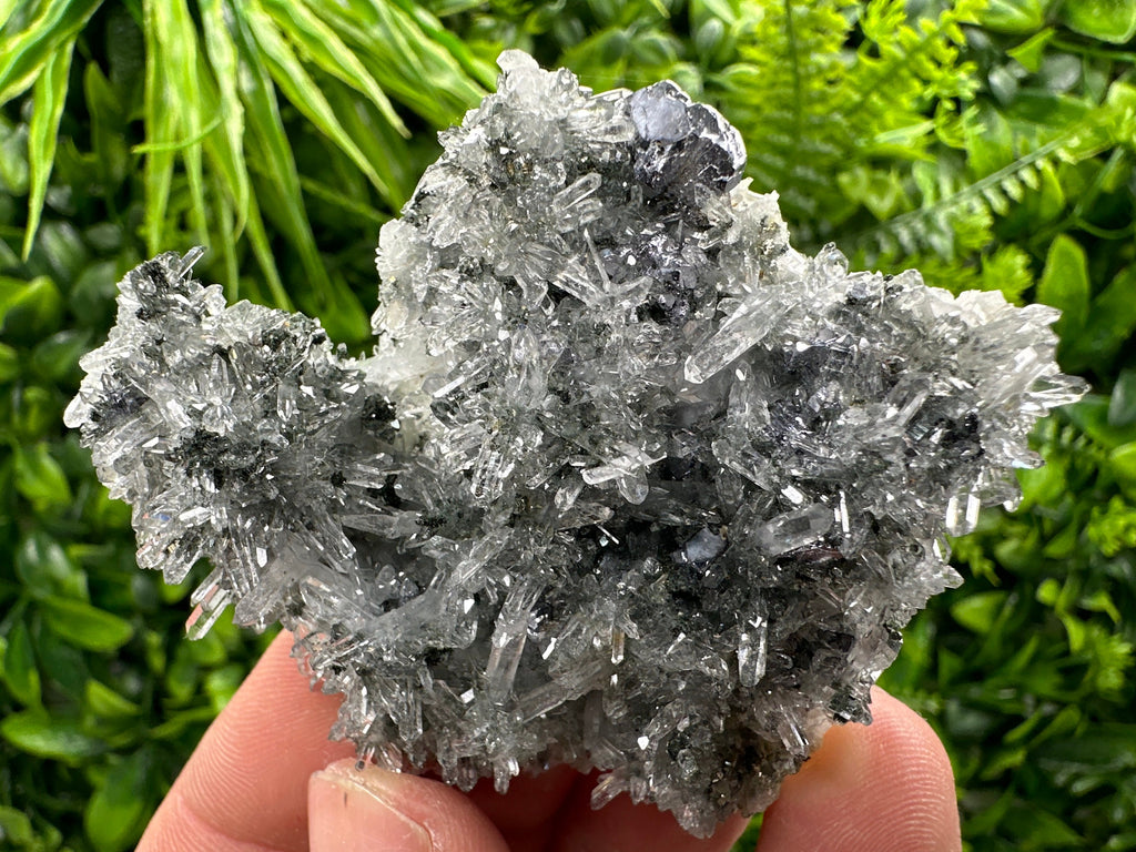 Galena Pyrite on Quartz, Borieva Mine, Bulgaria
