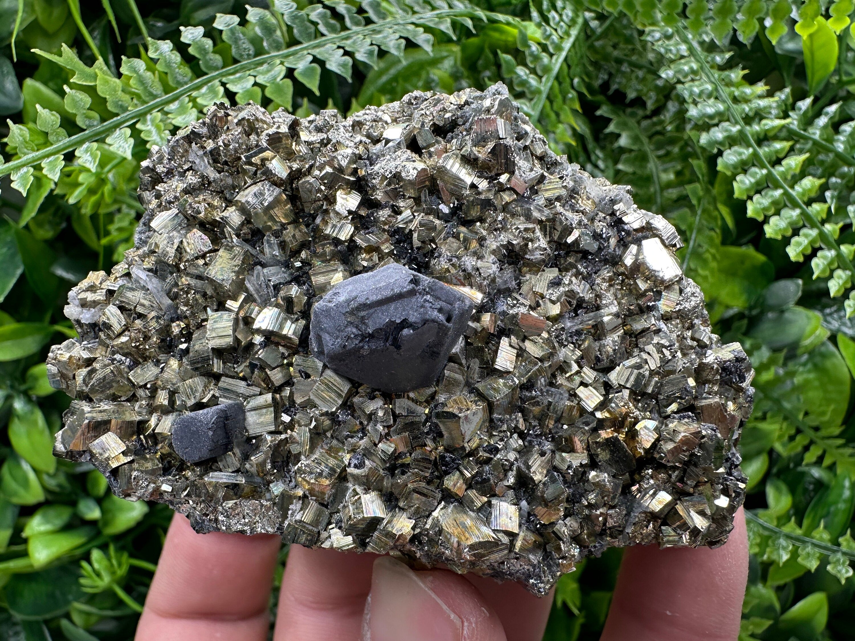 Galena on Pyrite Specimen: Borieva Bulgaria Mineral Collection