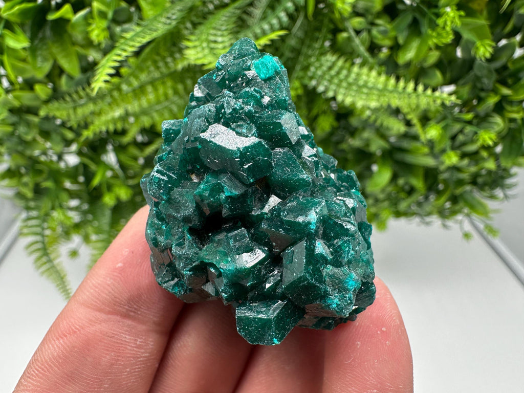 Stunning Green Dioptase from Sanda Hills,Mindouli,Pool Department,Mindouli District,Congo,green Dioptase,Dioptas Crystal,Dioptase collecting