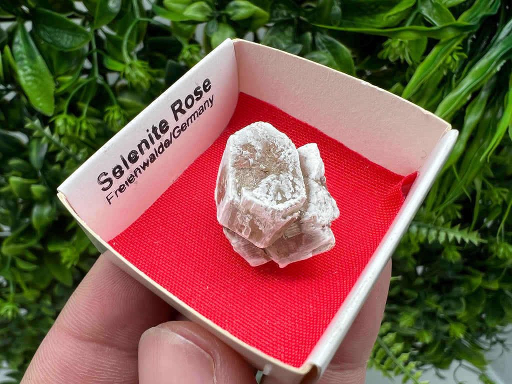 Selenite Rose, Freienwalde Germany, Natural Crystal Mineral Specimen