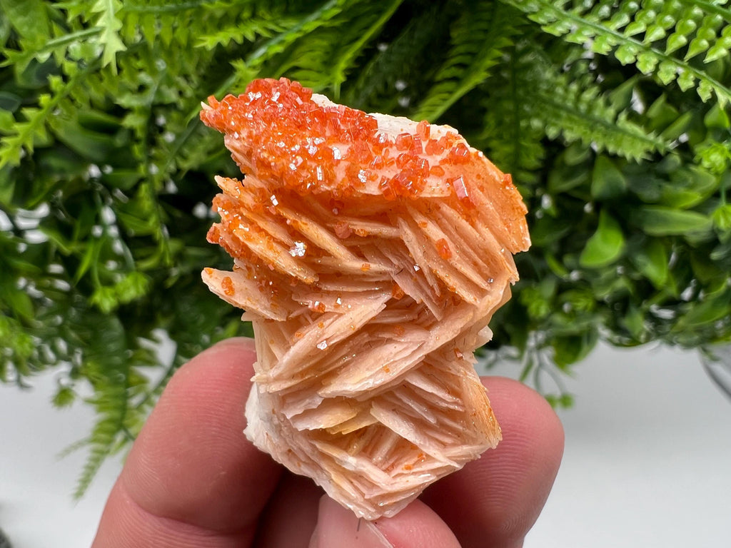 Red Vanadinite on Barite from Marocco,crystal minerals Speciment cluster Vanadinite crystal Vanadinite Geology Vanadinite cluster minerals