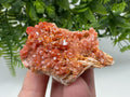 Red Vanadinite Crystal Cluster on Barite Matrix from Morocco, Mineral Specimen