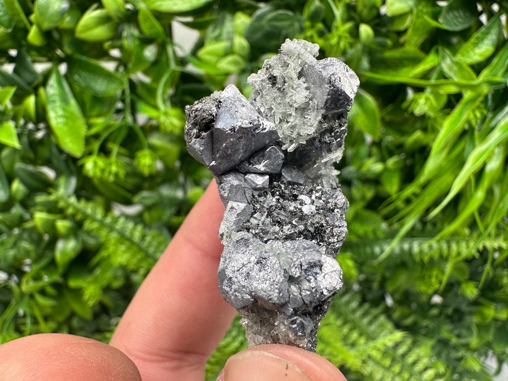 Galena on Pyrite Specimen, Borieva Mine, Madan Bulgaria