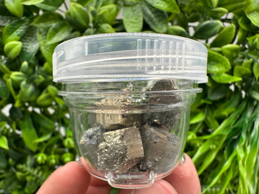Golden Pyrite Cubes in Box: Collection Stone, Gift, Souvenir
