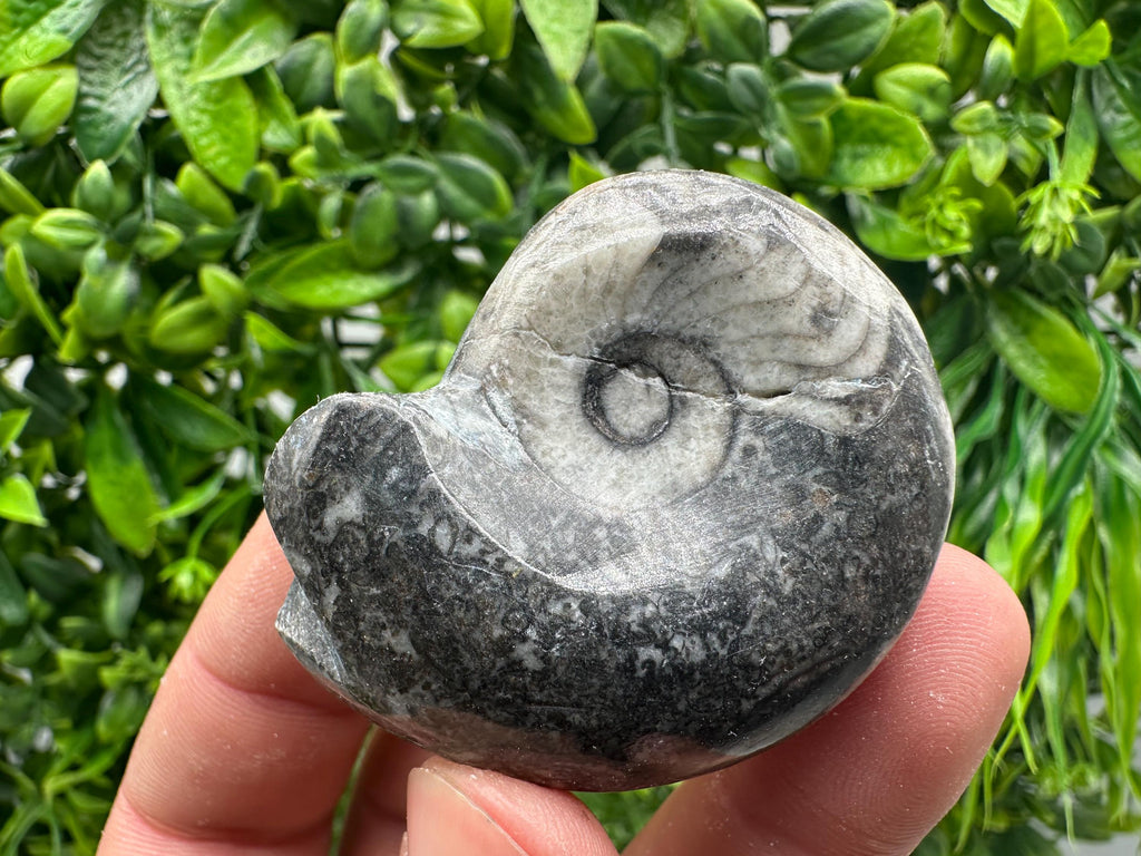 Natural Ammonite Fossil Conch, Reiki Healing Crystal Specimen, Madagascar