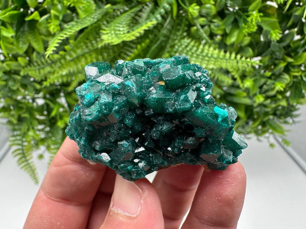 Stunning Green Dioptase from Sanda Hills,Mindouli,Pool Department,Mindouli District,Congo,green Dioptase,Dioptas Crystal,Dioptase collecting