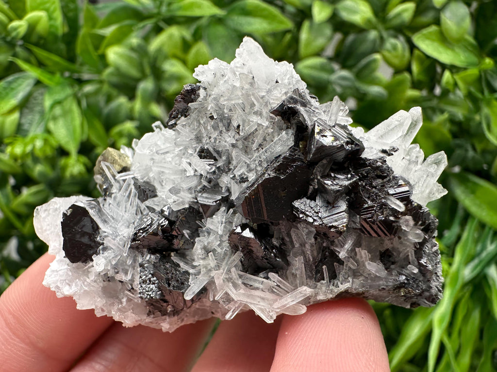 Wonderful Sphalerite Chalcopyrite on  Quartz whit Galena feom 9 th September mine,Bulgaria,natural,collection mineral specimen,gift
