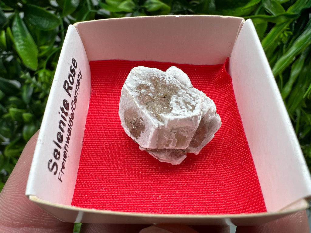 Selenite Rose, Freienwalde Germany, Natural Crystal Mineral Specimen