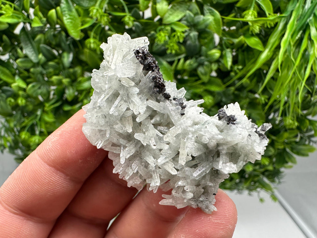 Stunning Sphalerite on  Quarzt from Borieva mine,Madan,Bulgaria,natural,collection mineral specimen,home decor crystal,gift,collection
