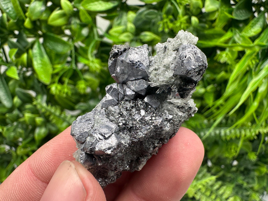 Galena on Pyrite Specimen, Borieva Mine, Madan Bulgaria