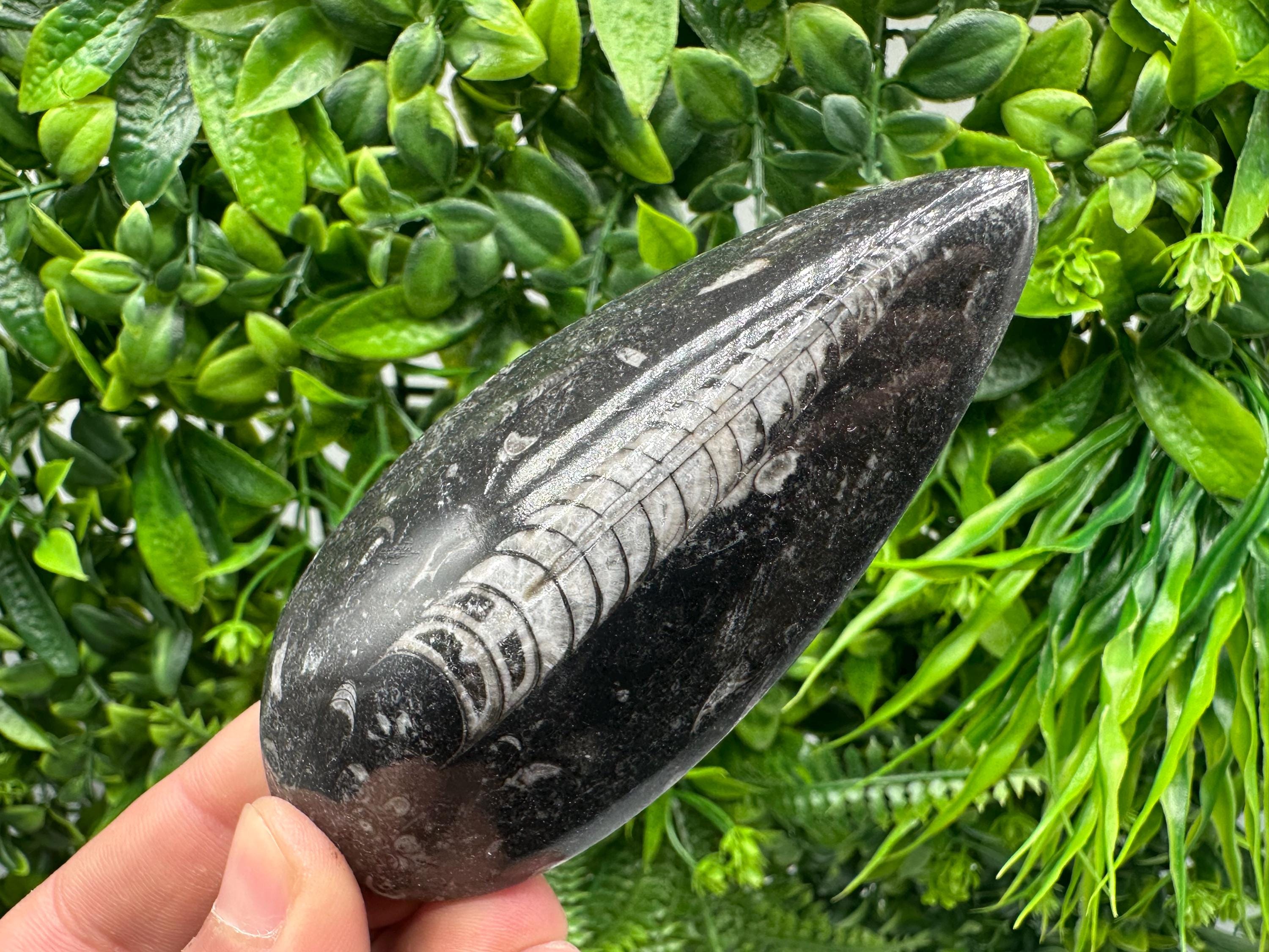 Polished Orthoceras Fossil Cabochon: Pear Shape Loose Gemstone
