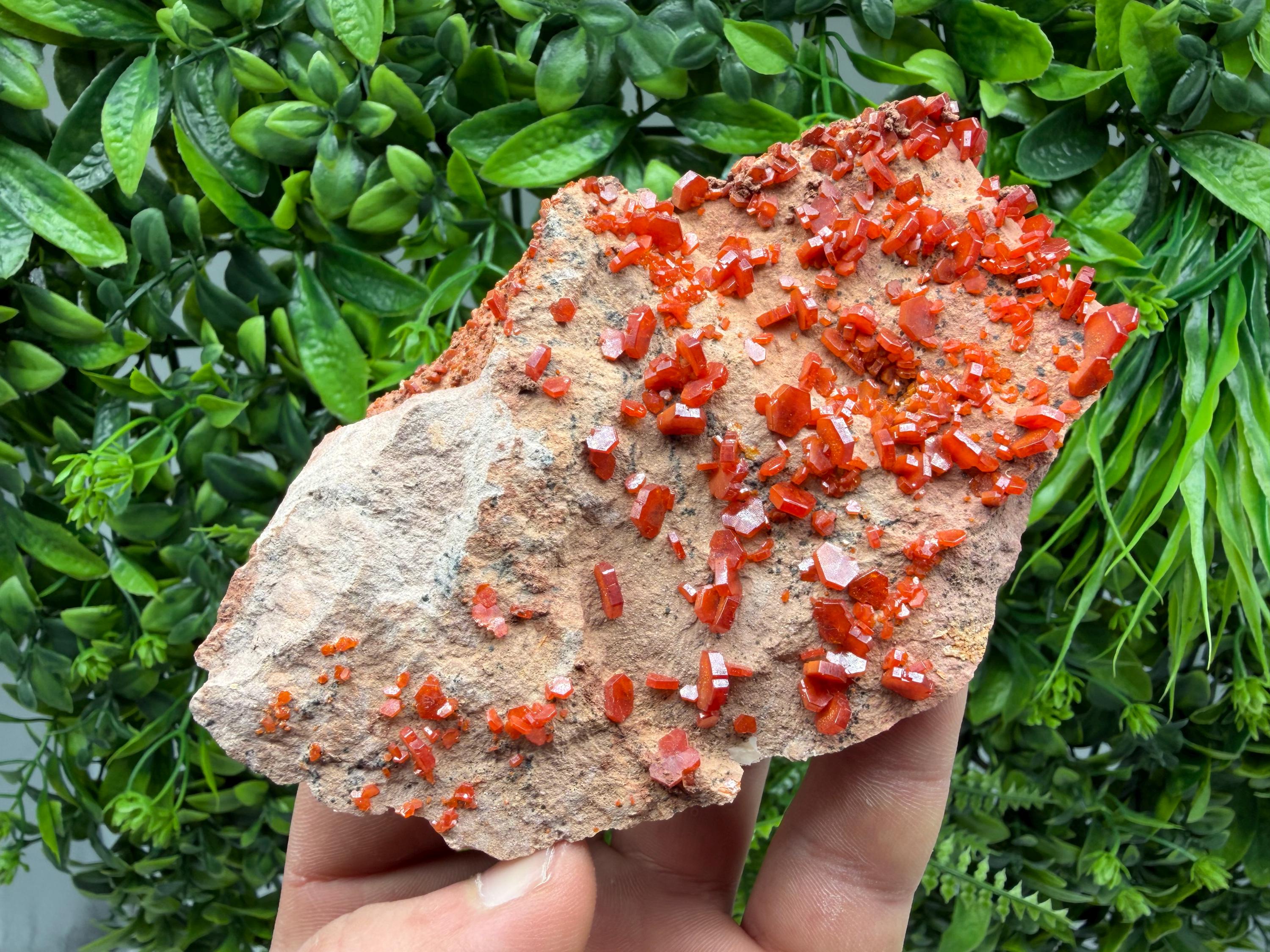 Red Vanadinite on Matrix from Marocco,crystal minerals Speciment cluster Vanadinite crystal Vanadinite Geology Vanadinite cluster minerals