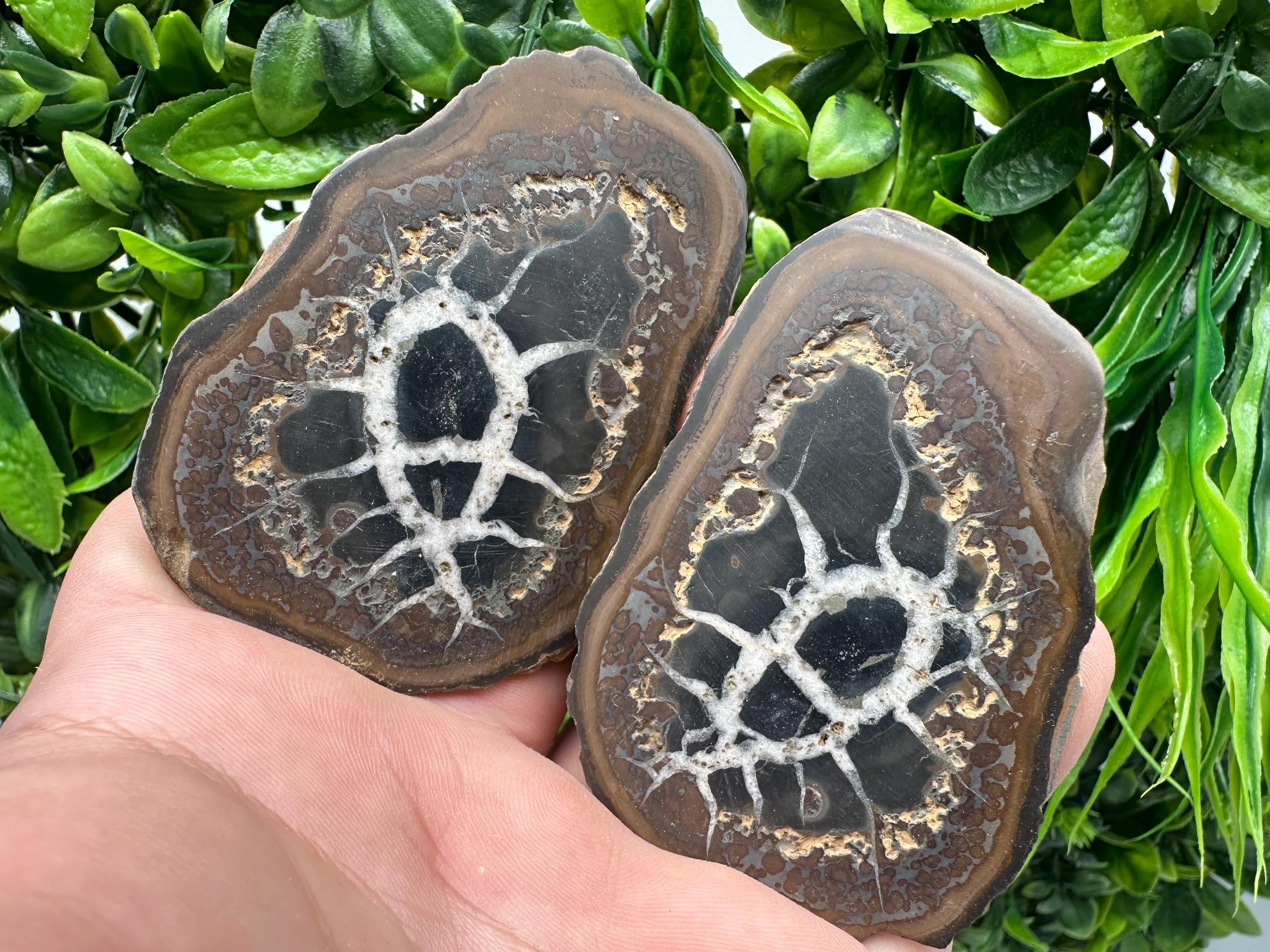 Septarian Nodule Geode Pair: Dragonstone Aragonite Limestone