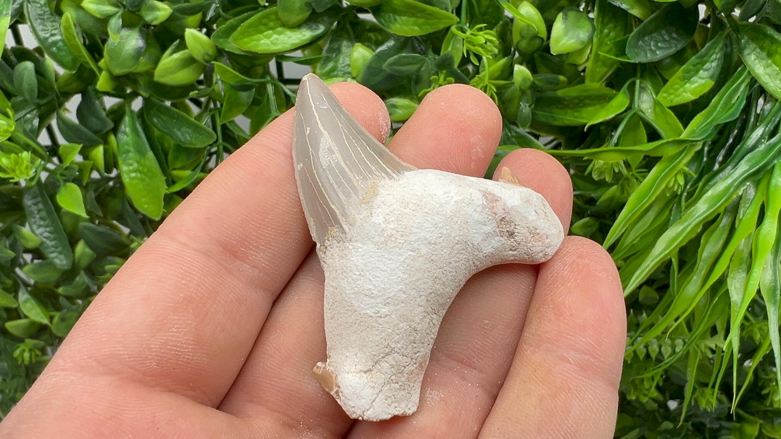 Middle Size Shark Fossil Tooth: Protection & Strength Souvenir