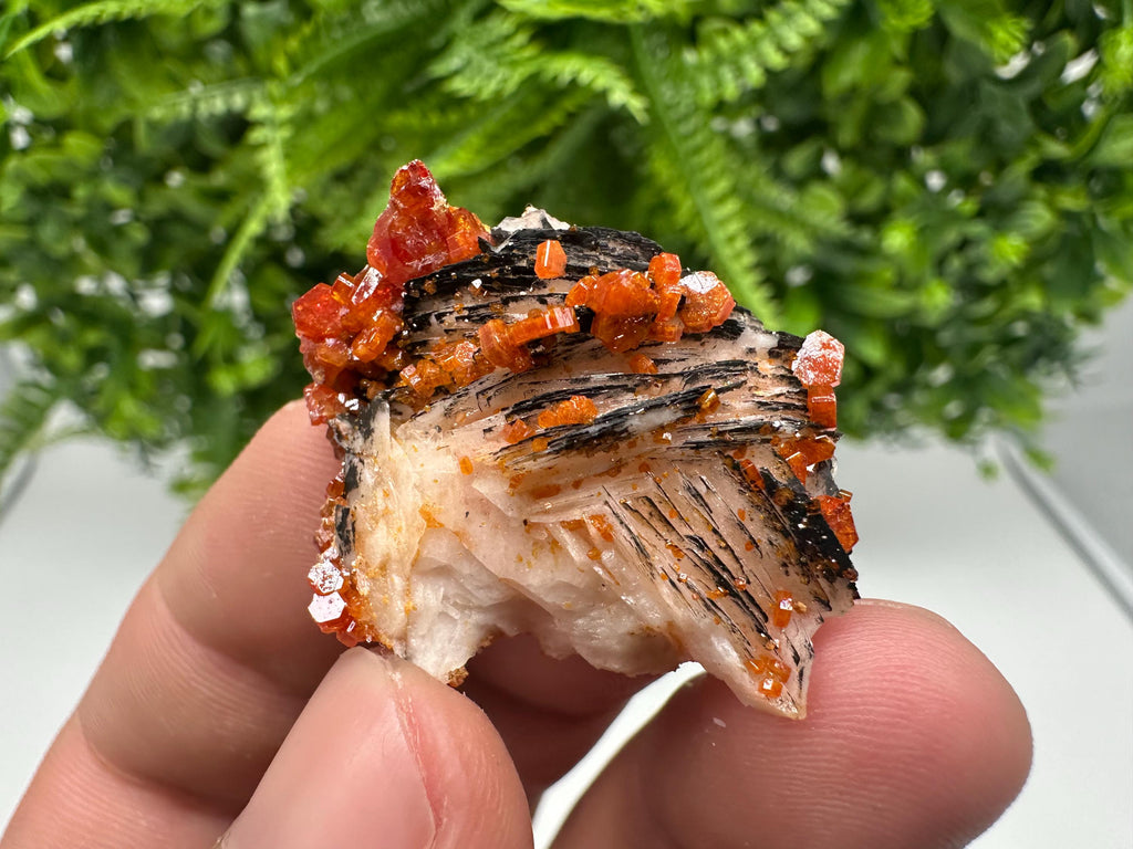 Red Vanadinite on Barite from Marocco,crystal minerals Speciment cluster Vanadinite crystal Vanadinite Geology Vanadinite cluster minerals