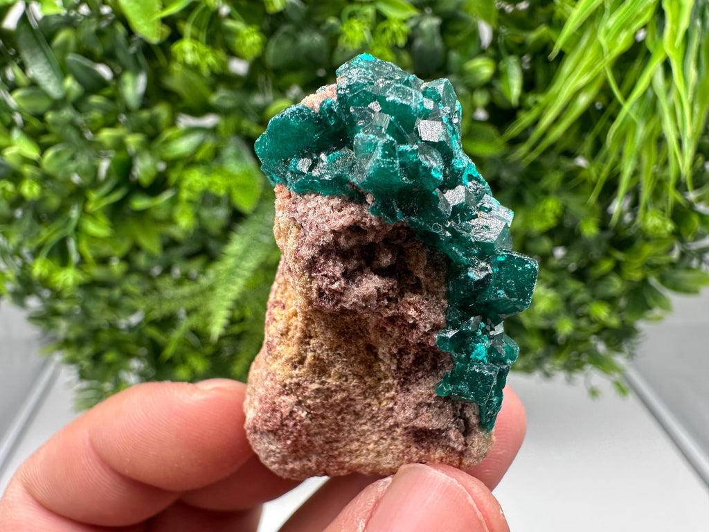 Stunning Green Dioptase from Sanda Hills,Mindouli,Pool Department,Mindouli District,Congo,green Dioptase,Dioptas Crystal,Dioptase collecting