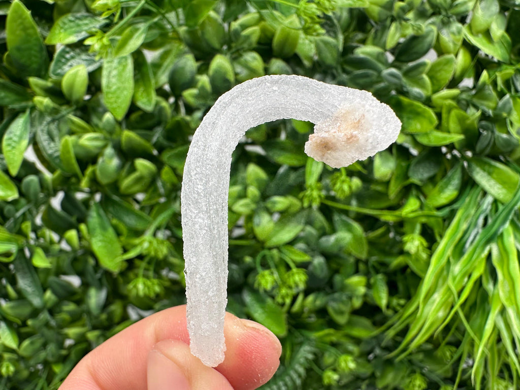 White Selenite Gypsum "Ram's Horn'' Selenite,from Guizhou,China,perfect Shape and Luster,Fluorescent Selenite Gypsum,minerals specimen,colle