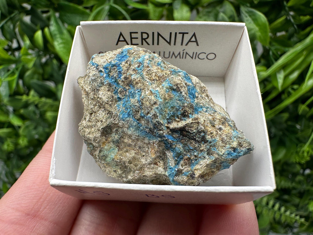 Rare Raw Aerinite Mineral Specimen: Lleida, Spain Crystal
