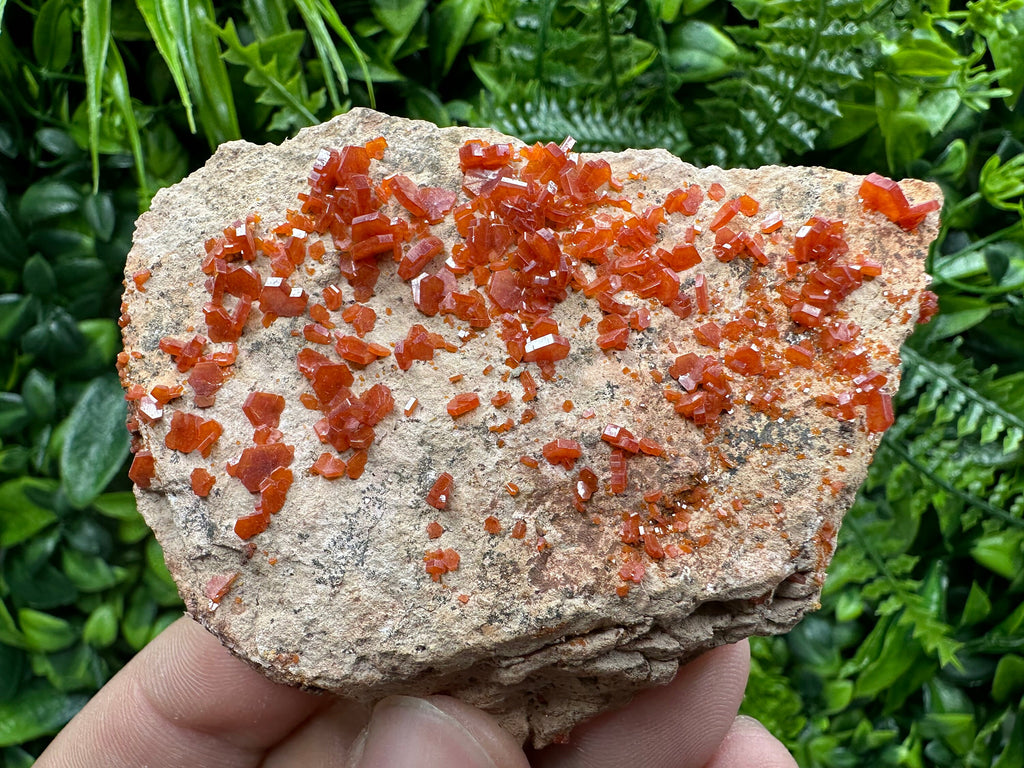 Red Vanadinite Crystal Cluster on Matrix, Morocco Mineral Specimen