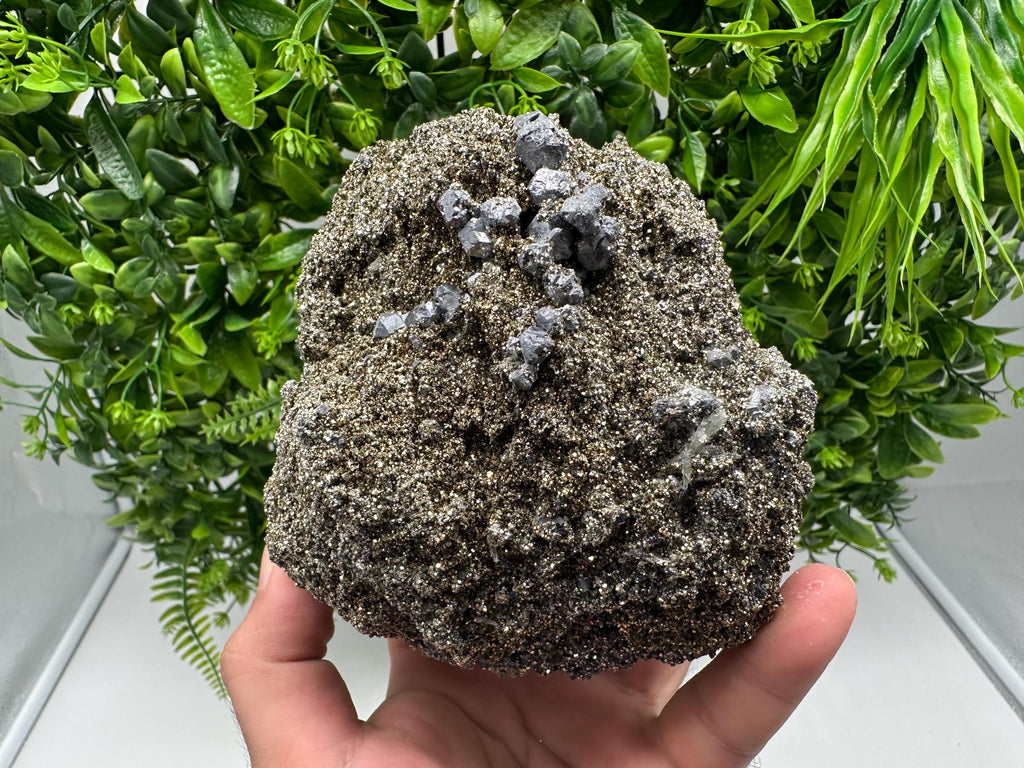 Mirror Galena Pyrite Specimen, Borieva Mine, Bulgaria